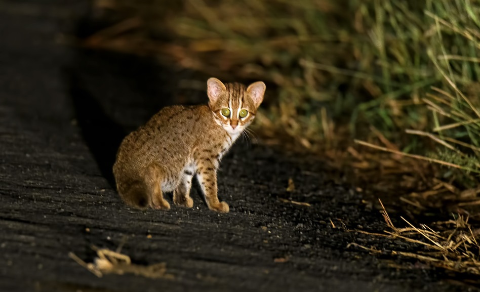 Rusty Spotted Cat (2)-1.jpg